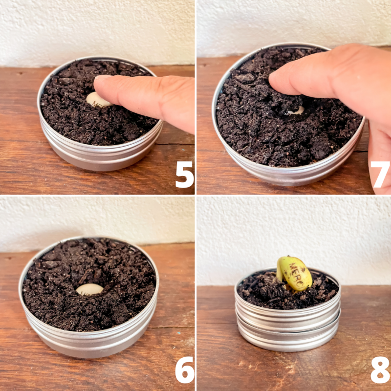 Kit Haricot Magique - NOËL